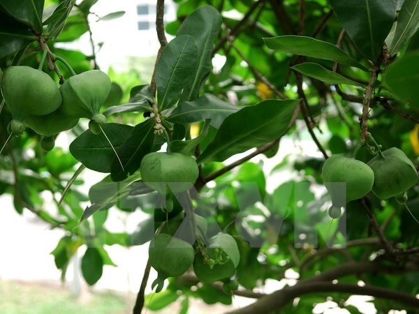 The story of heritage trees on Truong Sa Archipelago  - ảnh 1